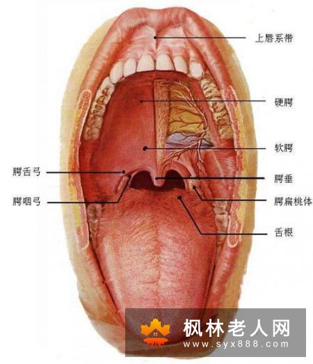 牙周病是神马？都有哪些症状呢？